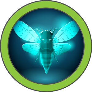 Cicada